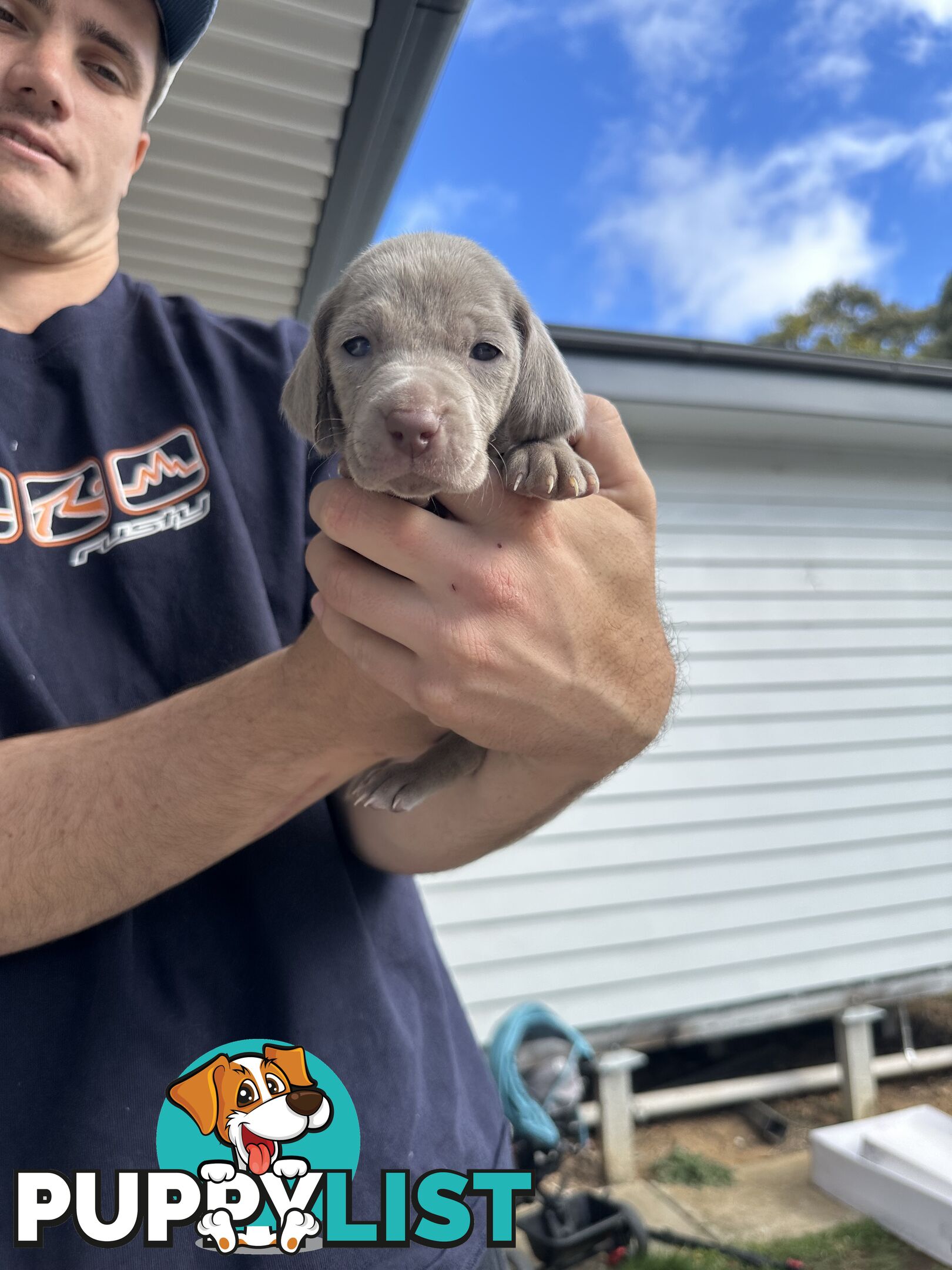 Weimaraner Puppies
