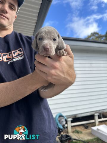 Weimaraner Puppies