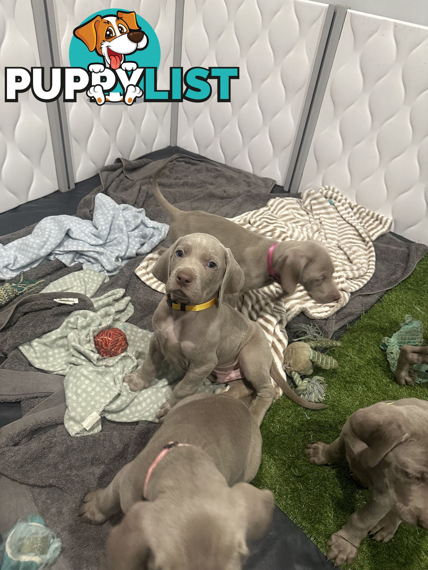 Weimaraner Puppies