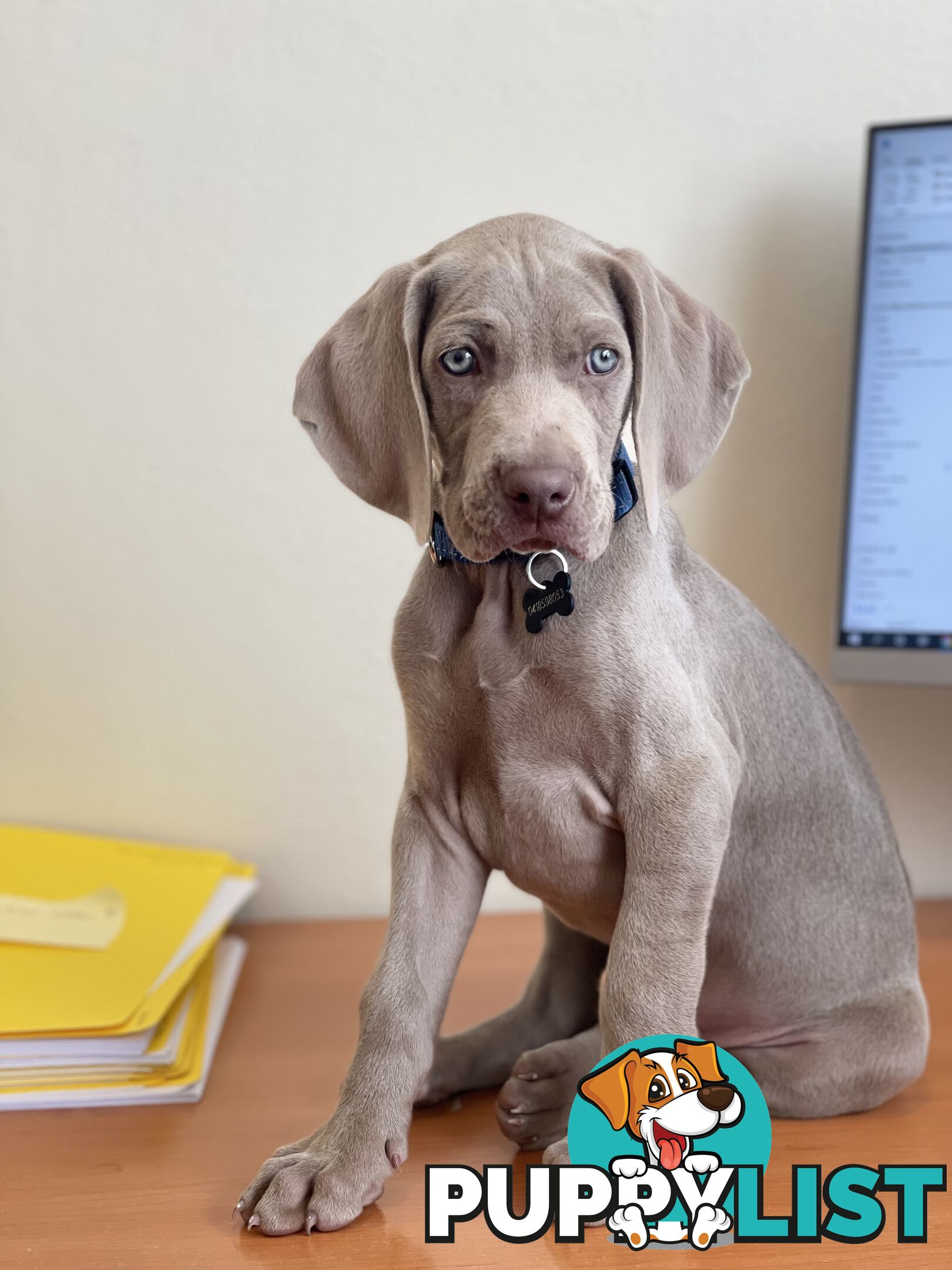 Weimaraner Puppies
