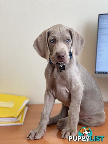 Weimaraner Puppies