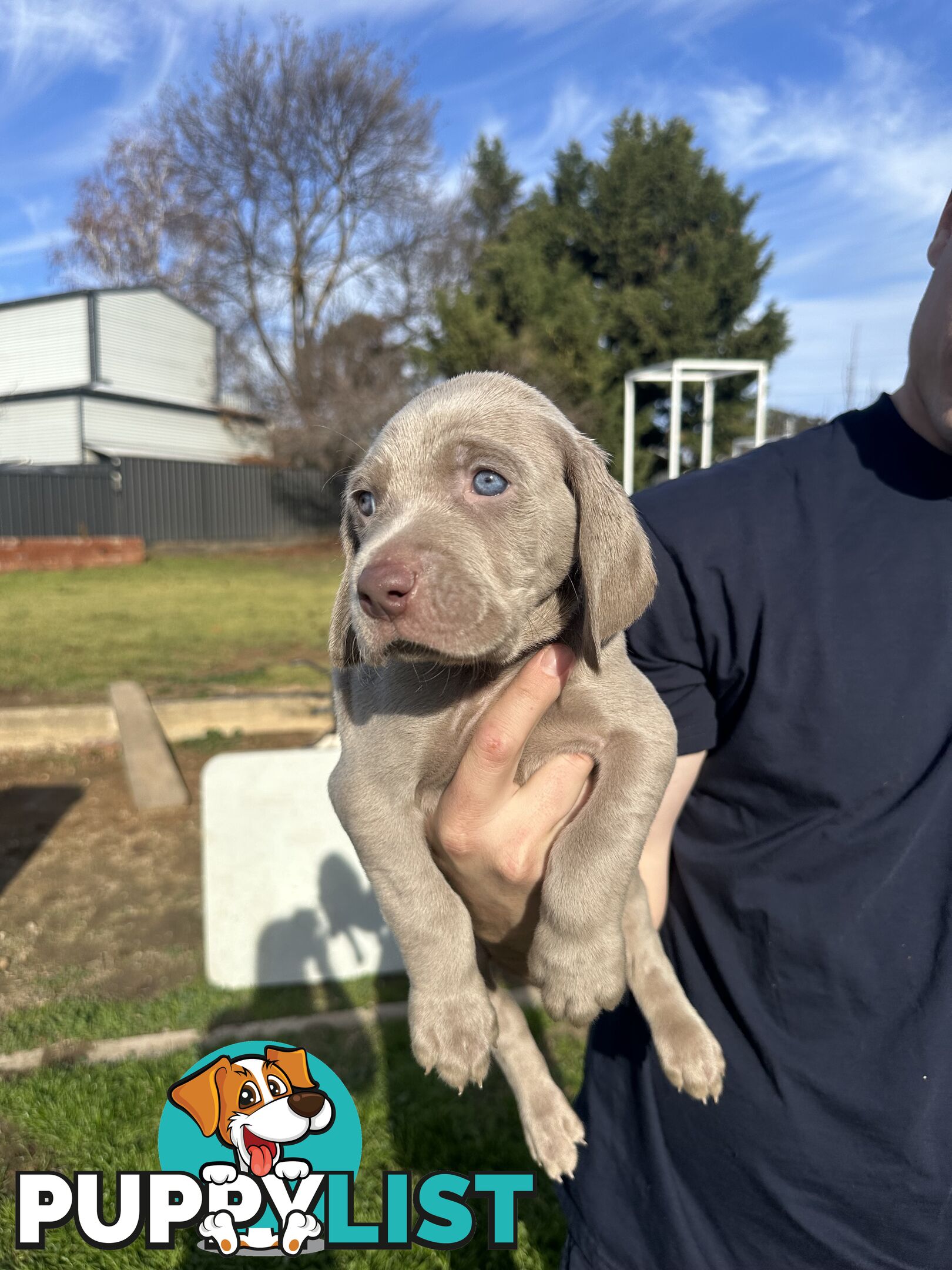 Weimaraner Puppies