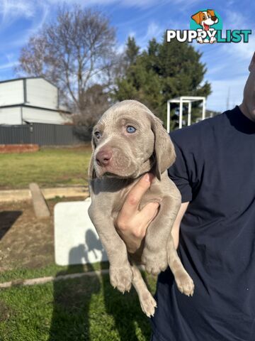 Weimaraner Puppies