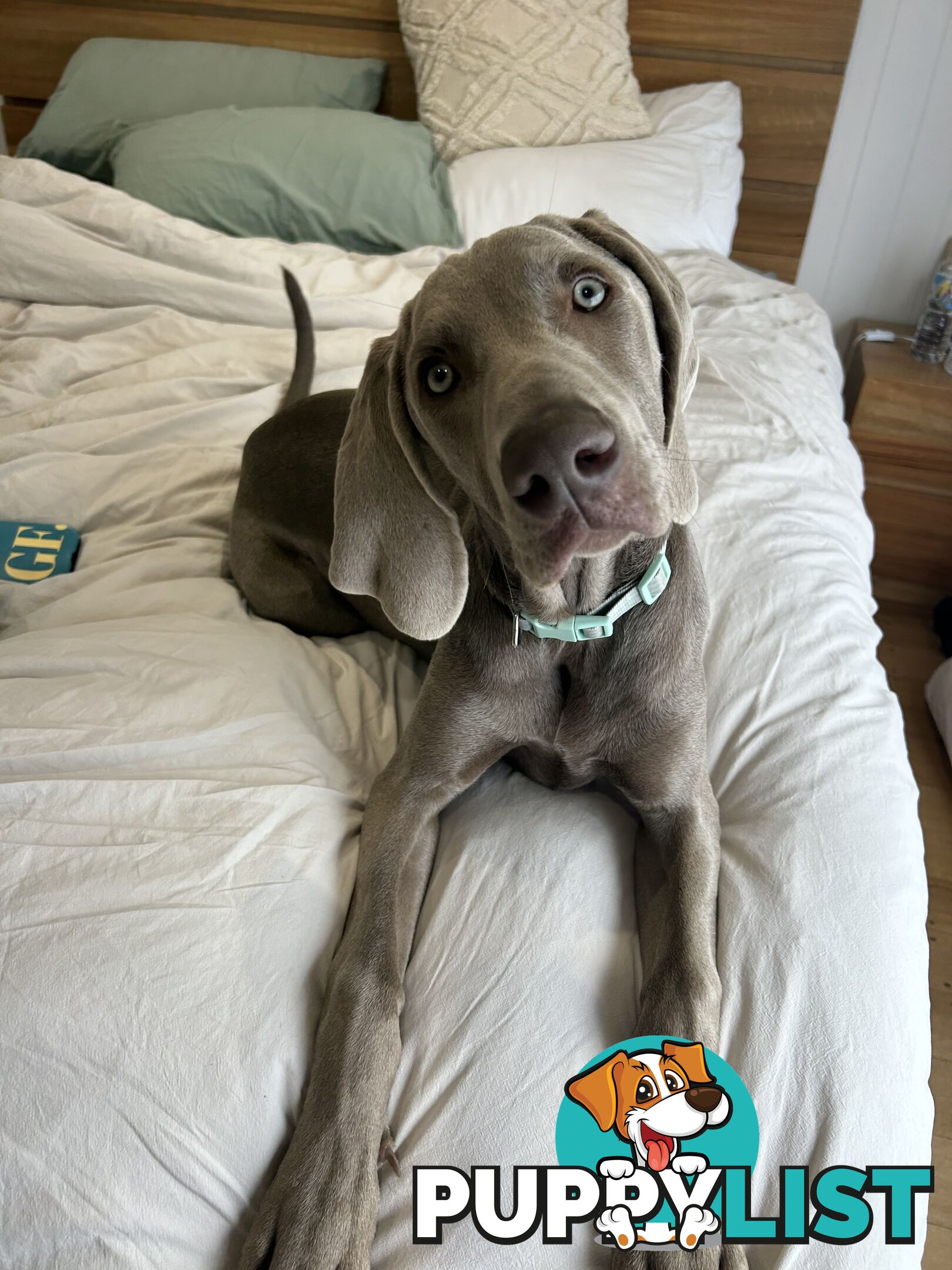 Weimaraner Puppies