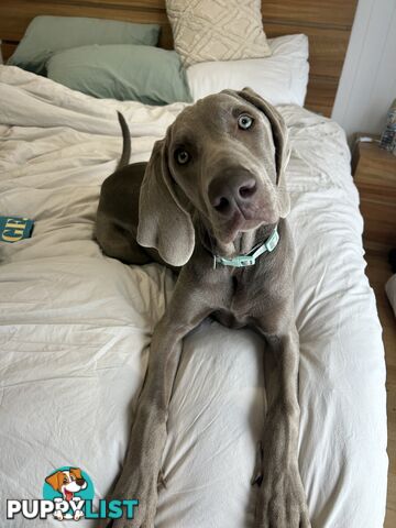 Weimaraner Puppies