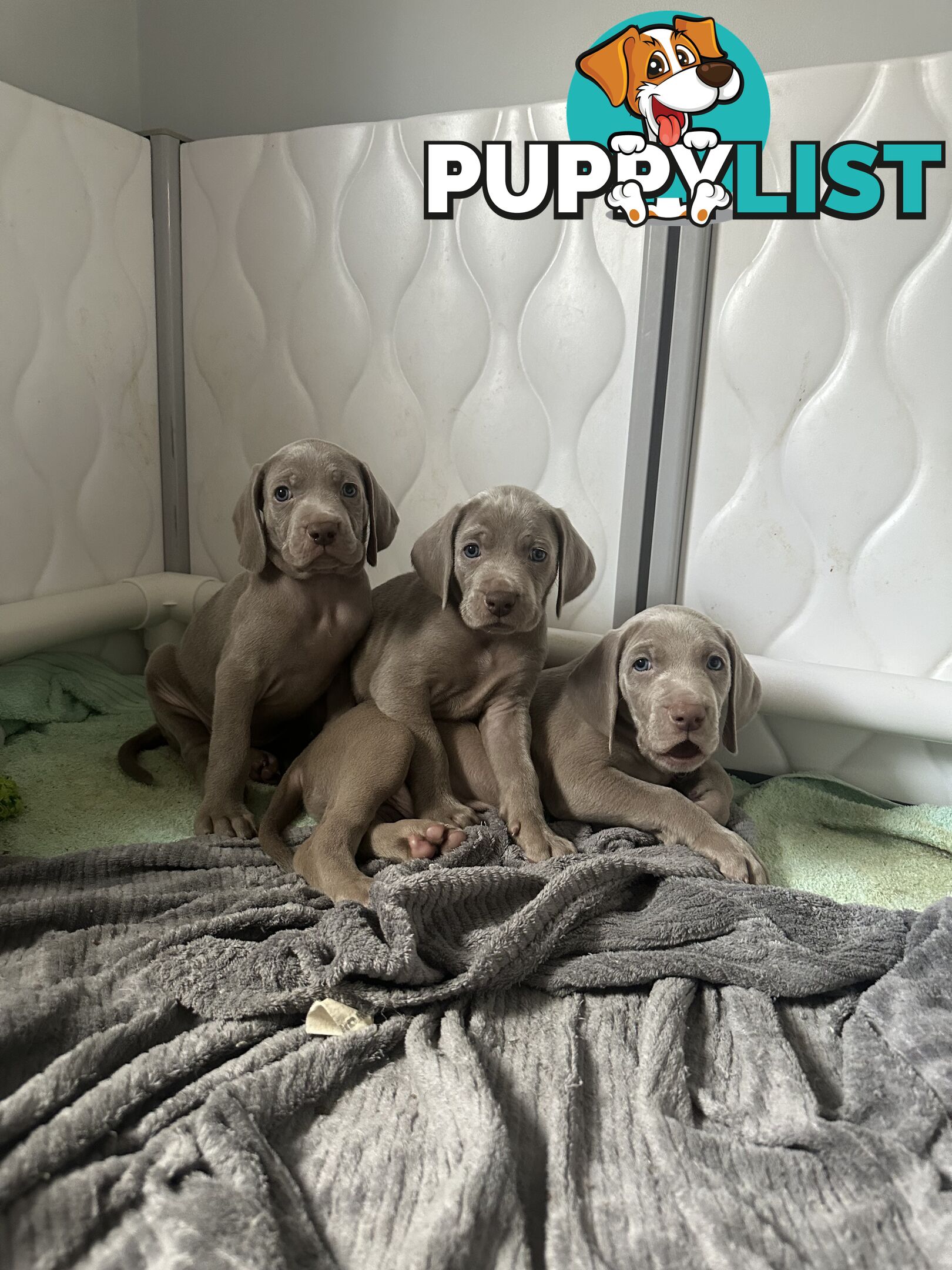 Weimaraner Puppies