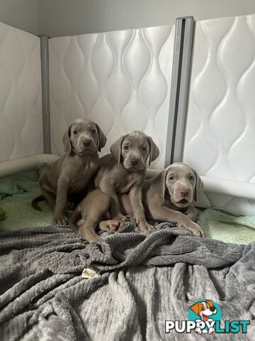Weimaraner Puppies
