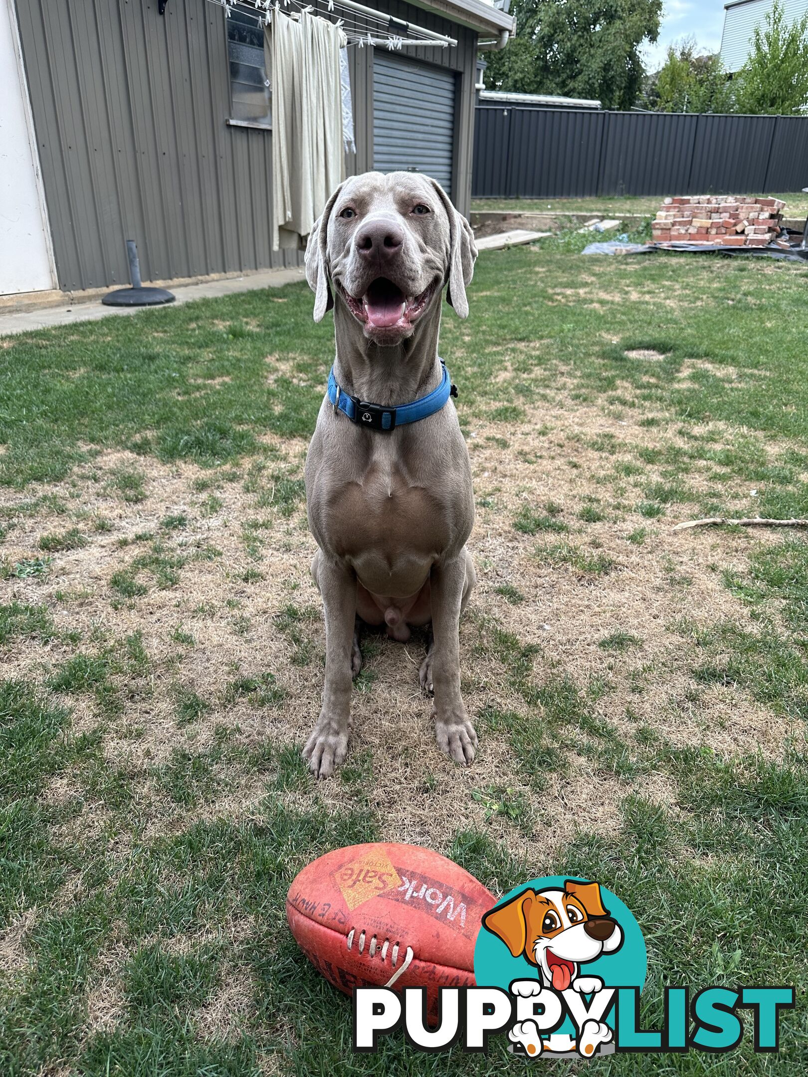Weimaraner Puppies