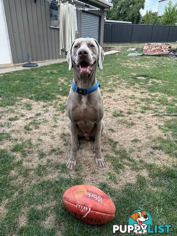 Weimaraner Puppies