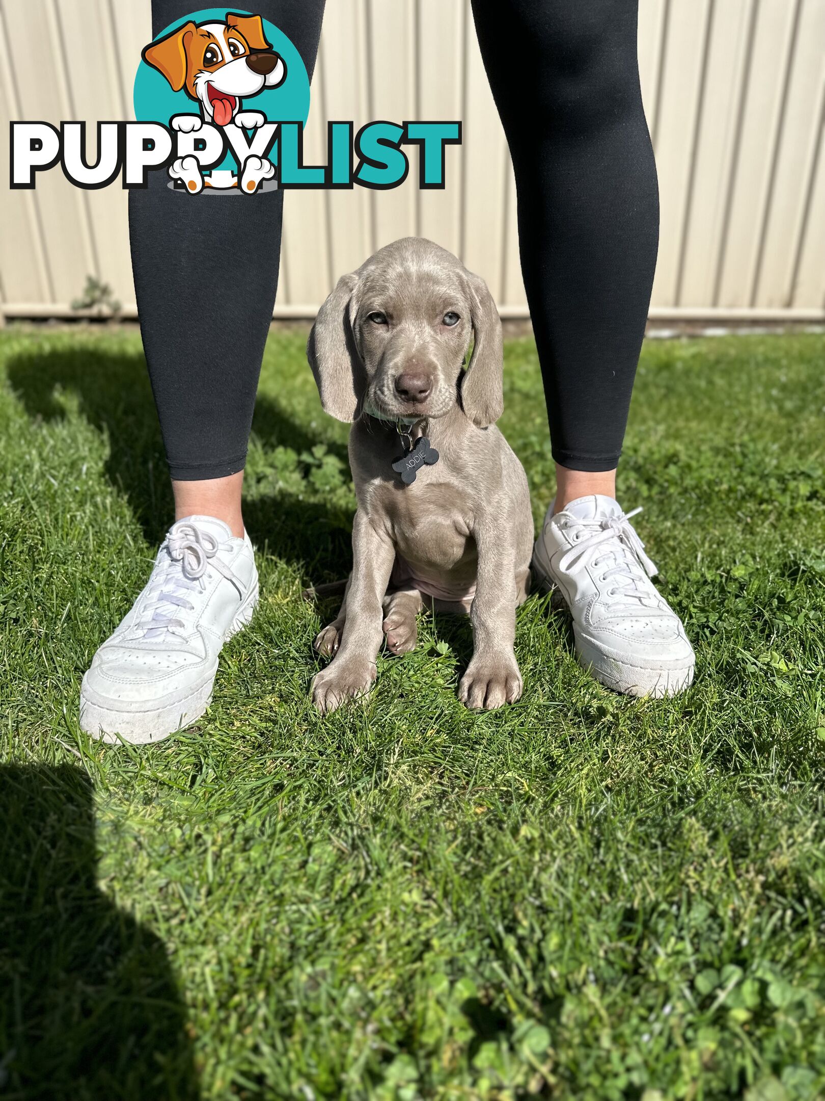 Weimaraner Puppies