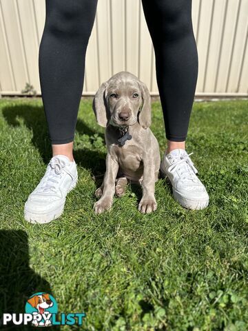 Weimaraner Puppies