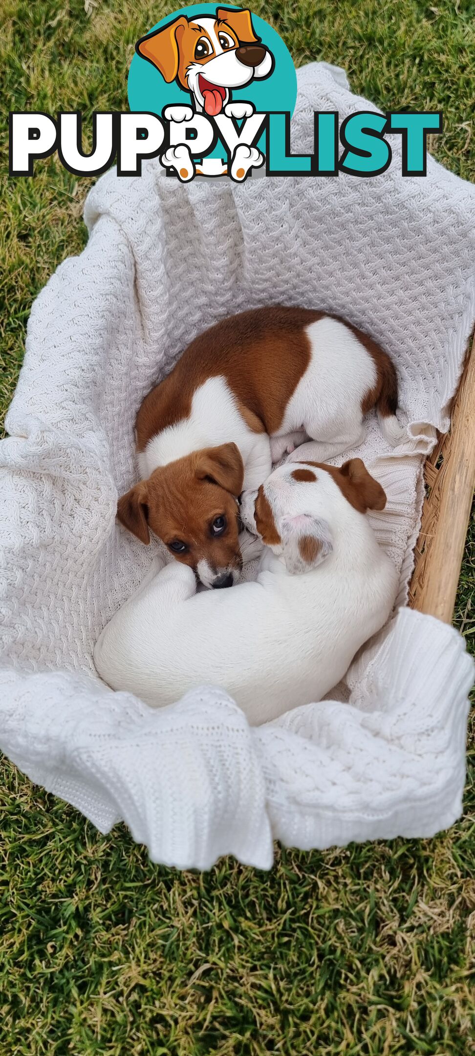 Purebred Jack Russell puppies 🐶