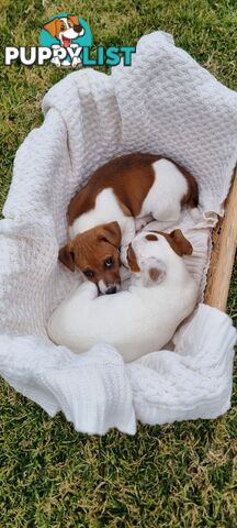 Purebred Jack Russell puppies 🐶