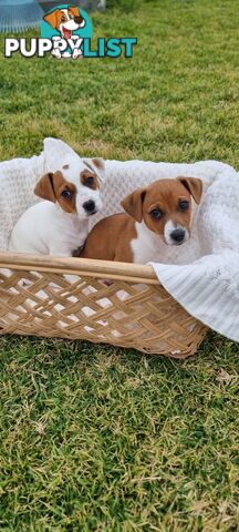 Purebred Jack Russell puppies 🐶