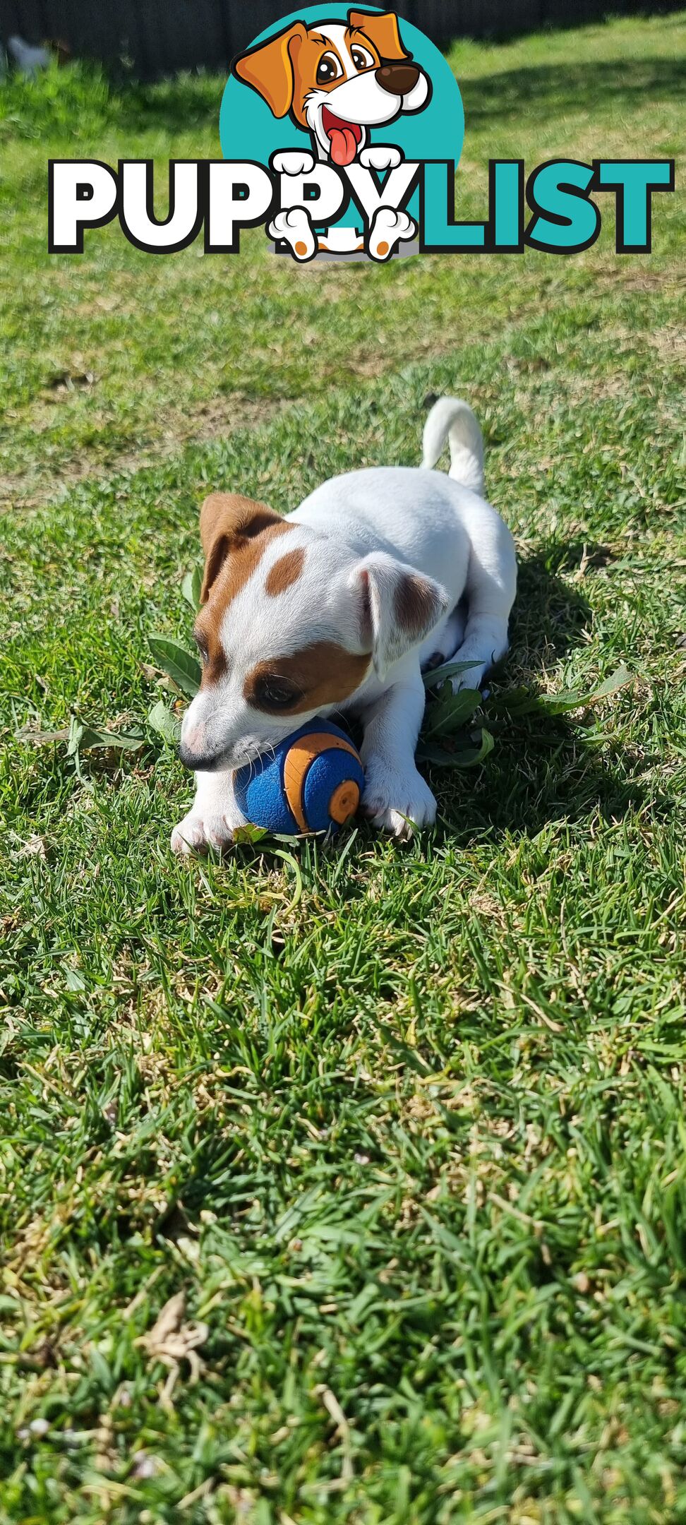 Purebred Jack Russell puppies 🐶