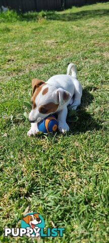 Purebred Jack Russell puppies 🐶