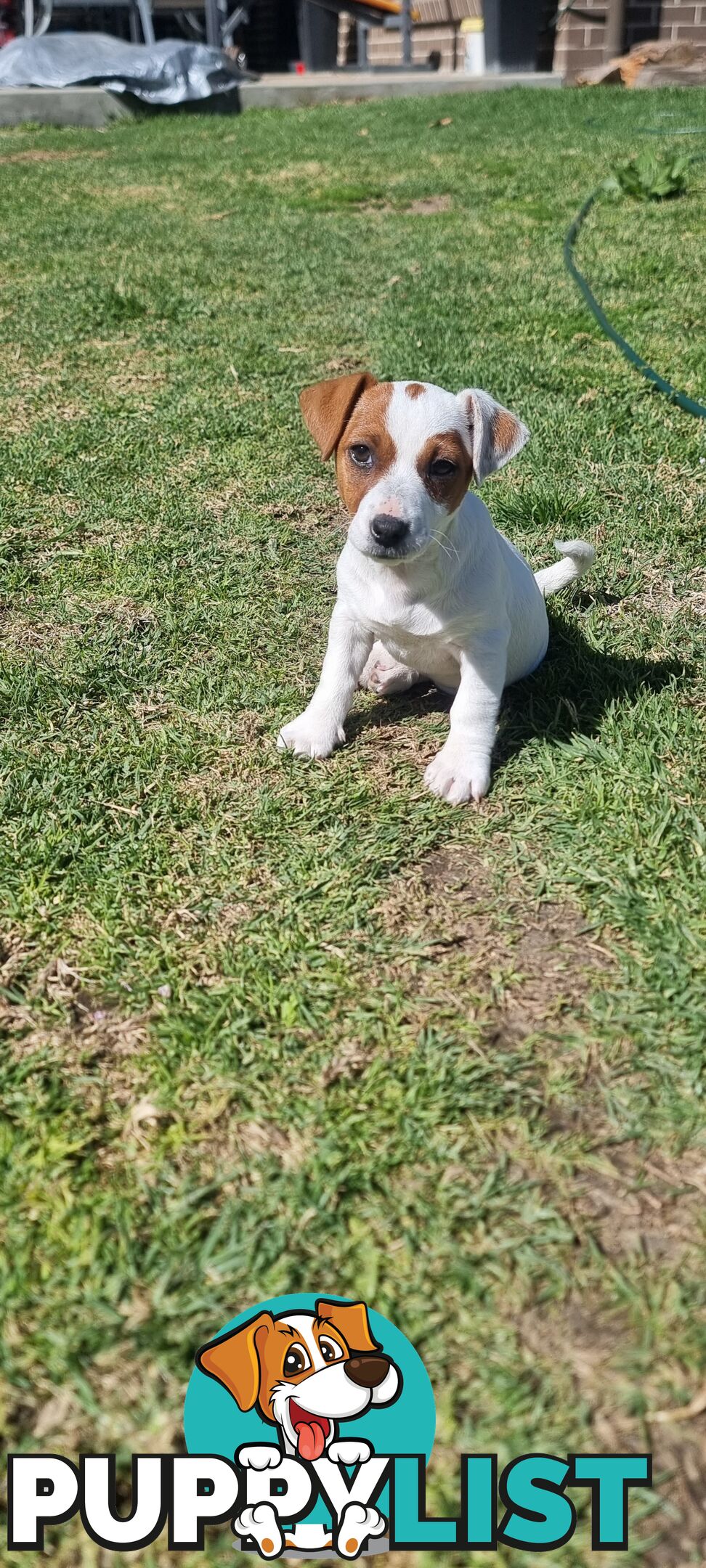 Purebred Jack Russell puppies 🐶