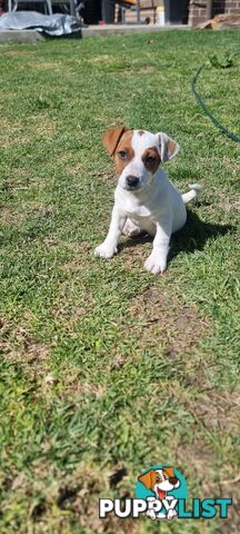 Purebred Jack Russell puppies 🐶