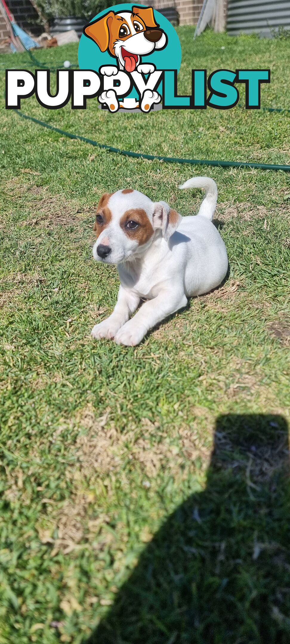 Purebred Jack Russell puppies 🐶