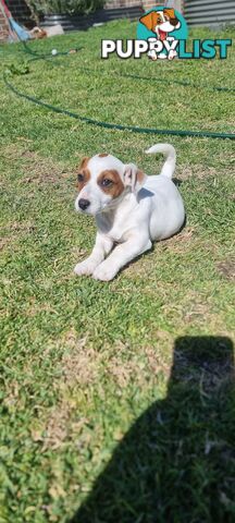 Purebred Jack Russell puppies 🐶