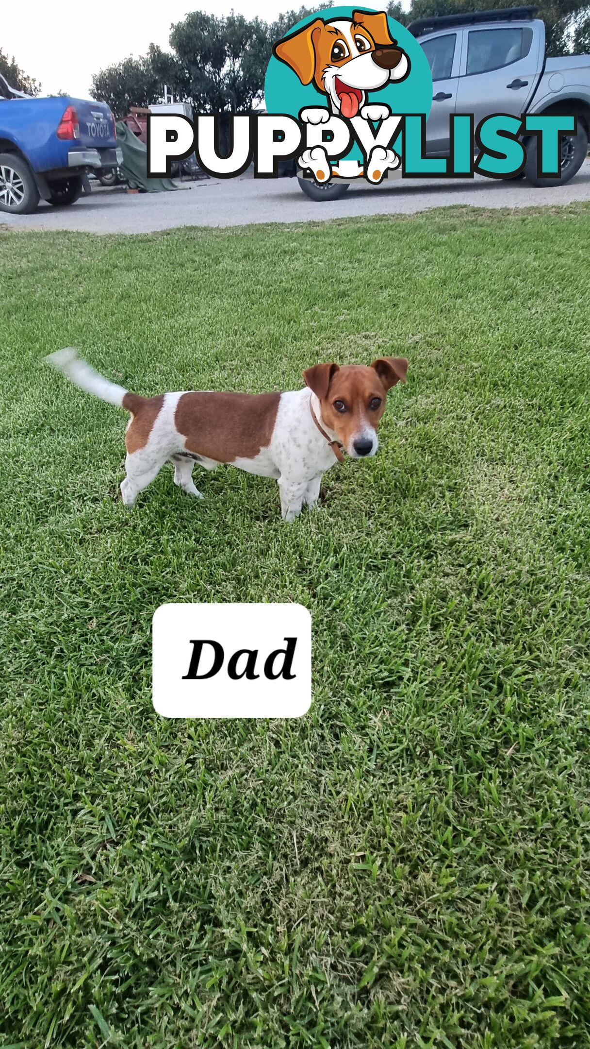 Purebred Jack Russell puppies 🐶