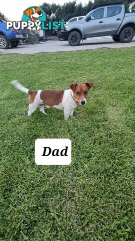 Purebred Jack Russell puppies 🐶