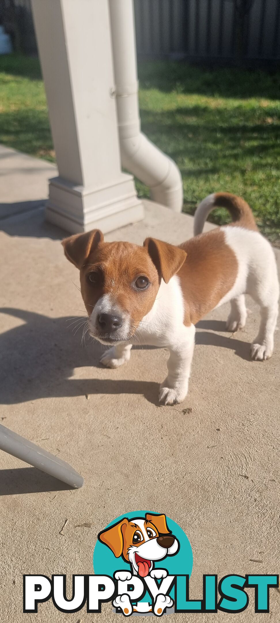 Purebred Jack Russell puppies 🐶