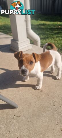 Purebred Jack Russell puppies 🐶