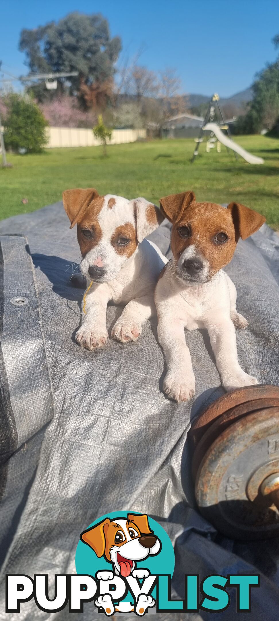 Purebred Jack Russell puppies 🐶