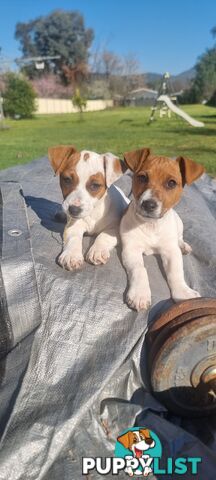 Purebred Jack Russell puppies 🐶