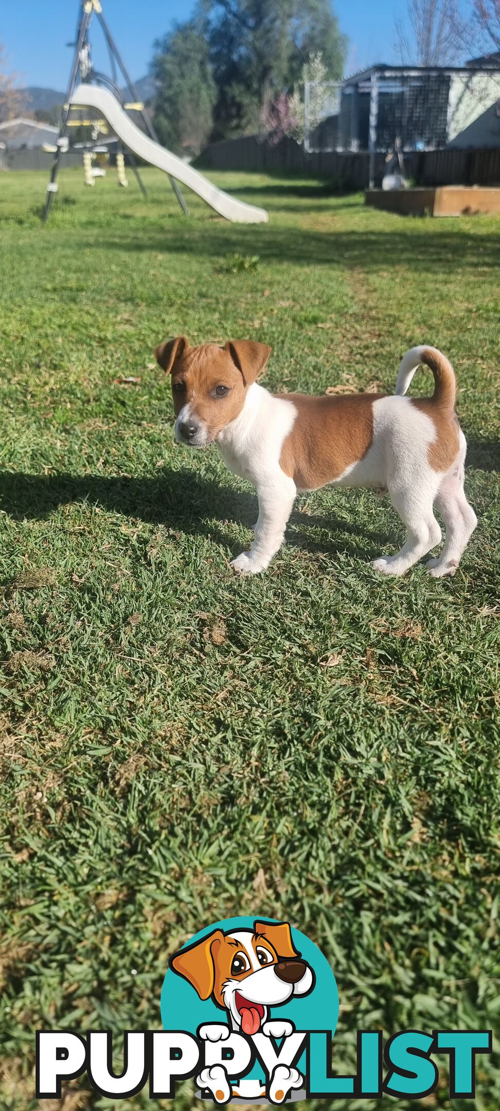 Purebred Jack Russell puppies 🐶