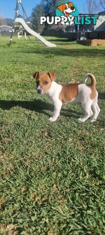 Purebred Jack Russell puppies 🐶