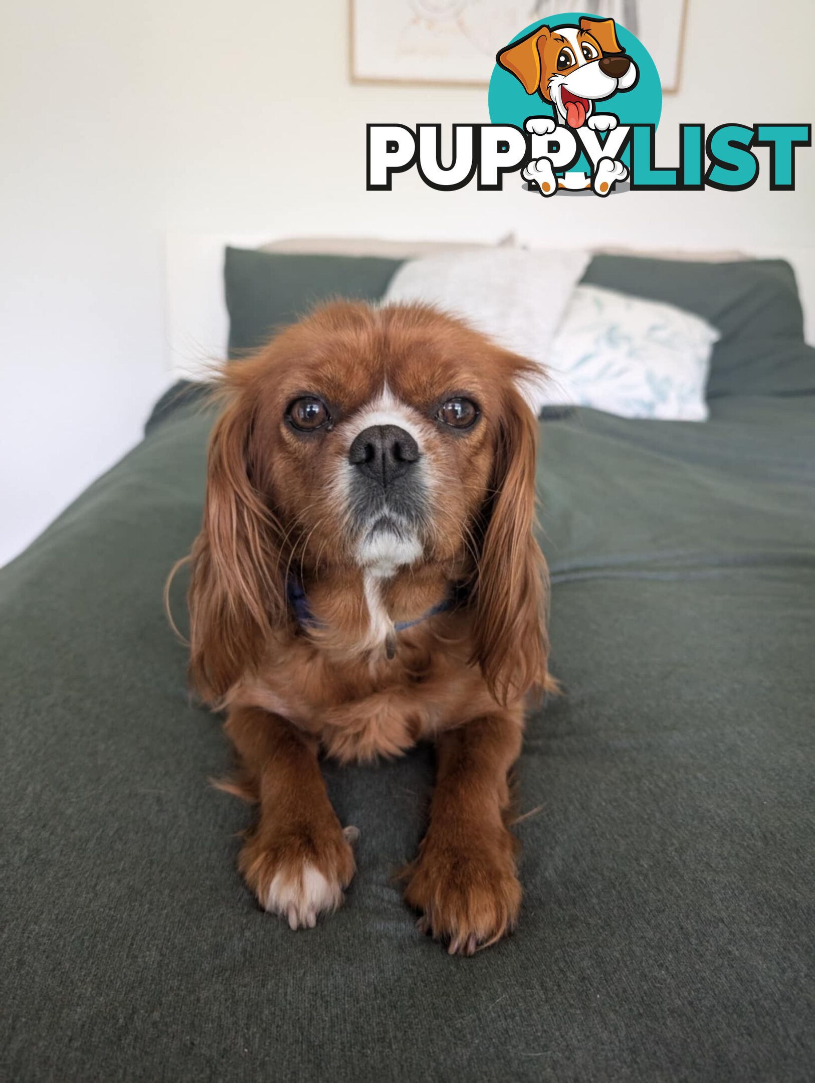 Cavalier King Charles