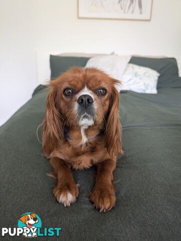 Cavalier King Charles