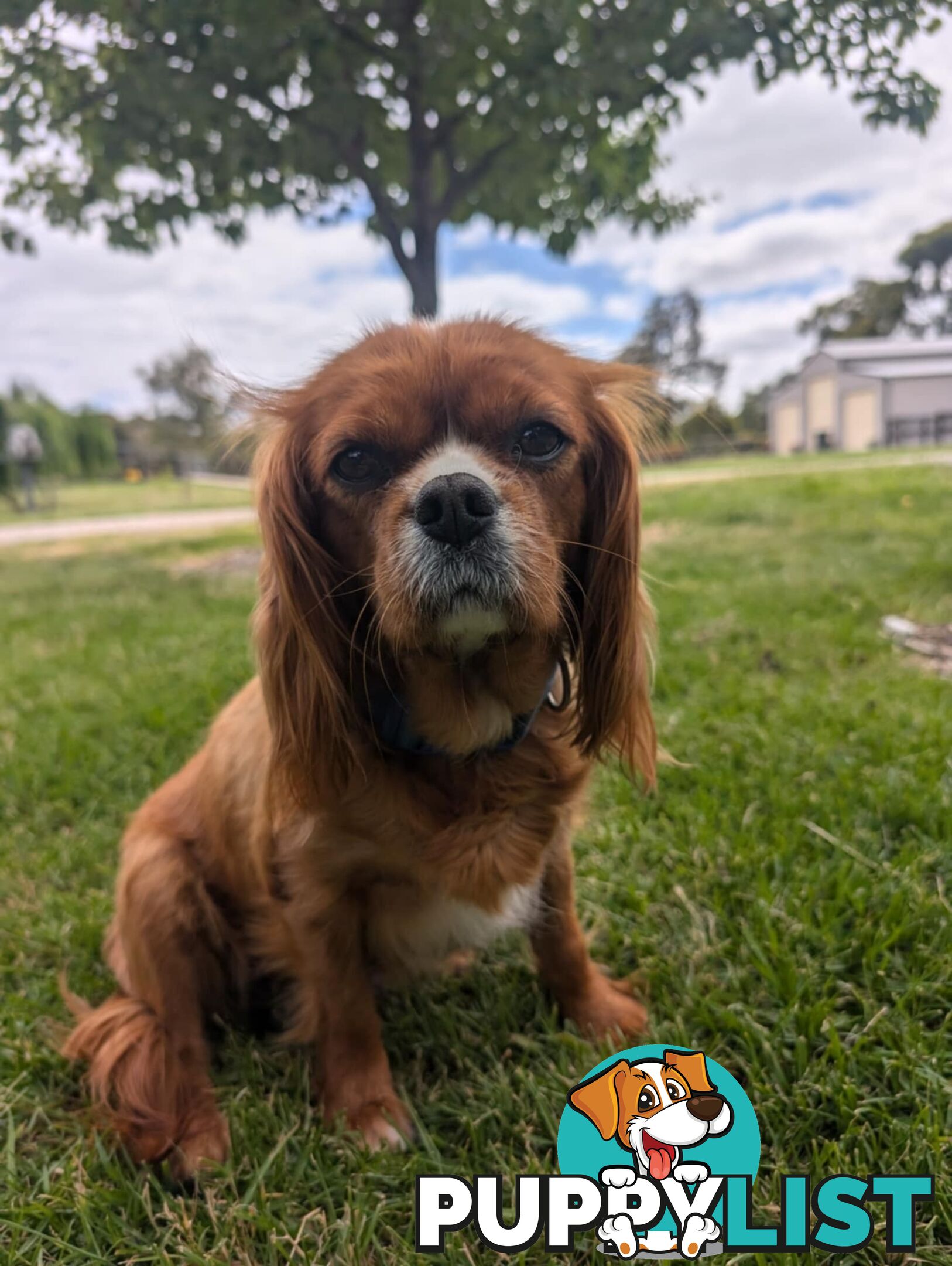 Cavalier King Charles