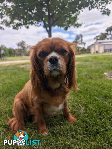 Cavalier King Charles