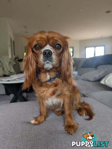 Cavalier King Charles