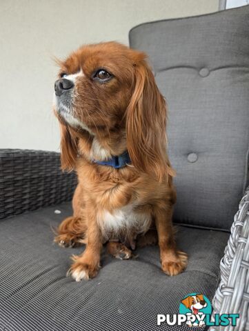 Cavalier King Charles