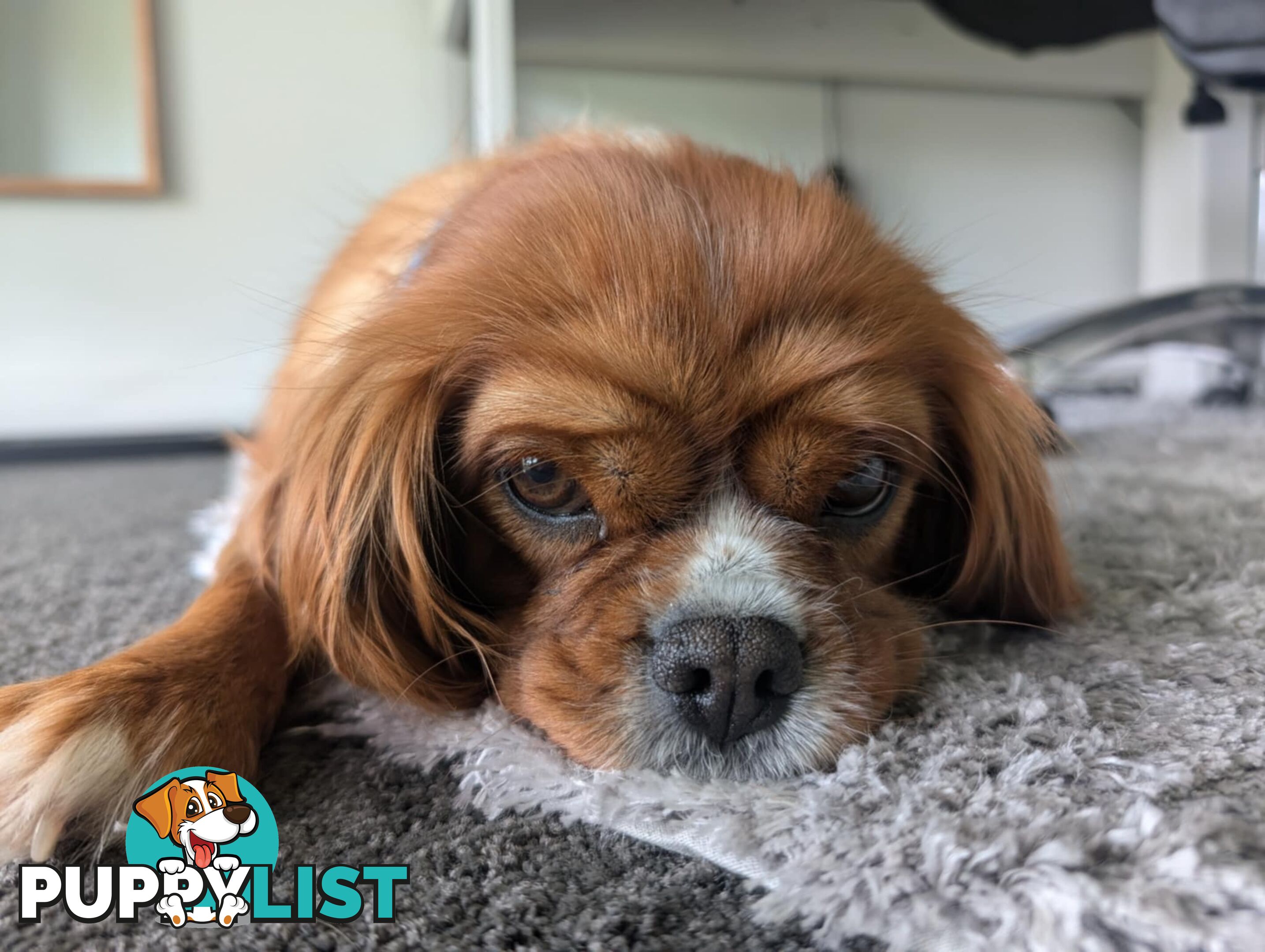 Cavalier King Charles