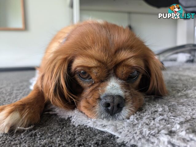 Cavalier King Charles