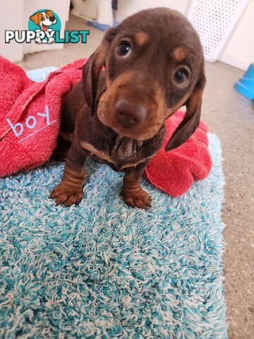 Miniature purebreed dashshound pupy