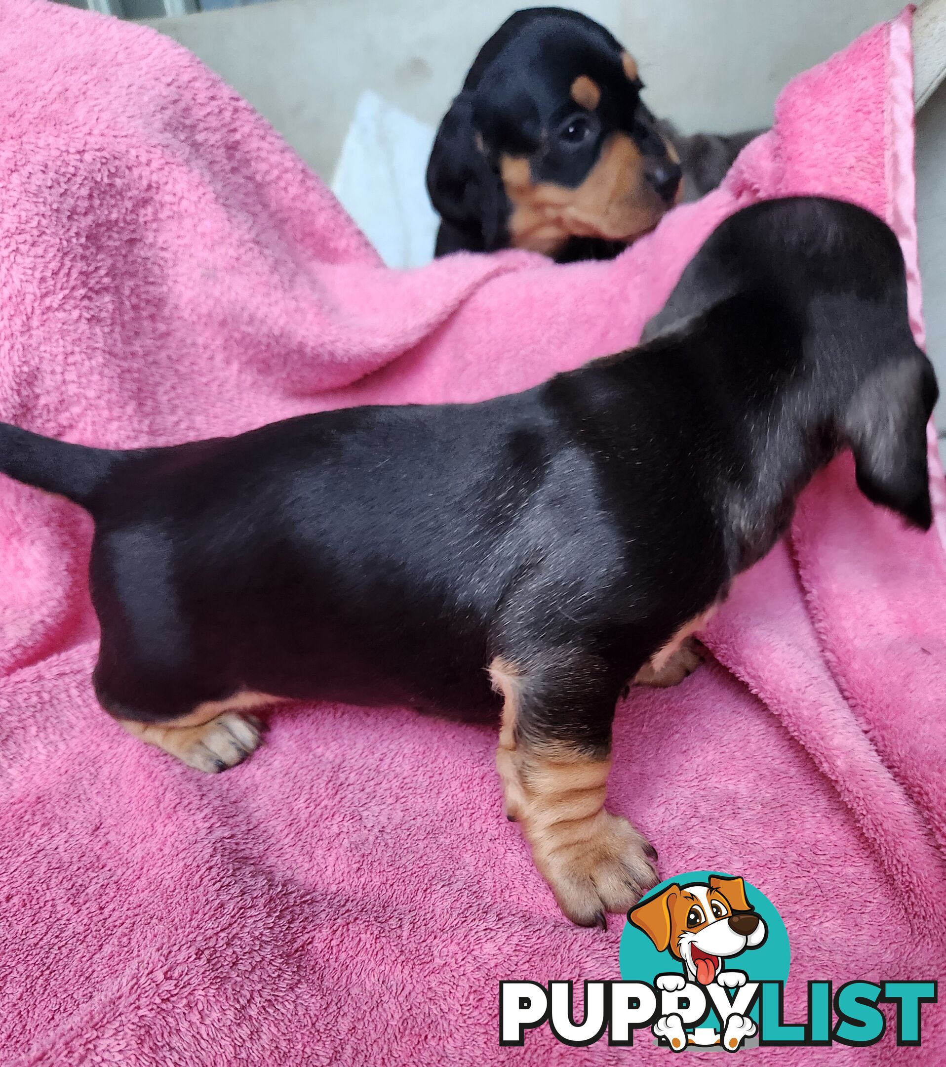 Miniature purebreed dashshound pupy