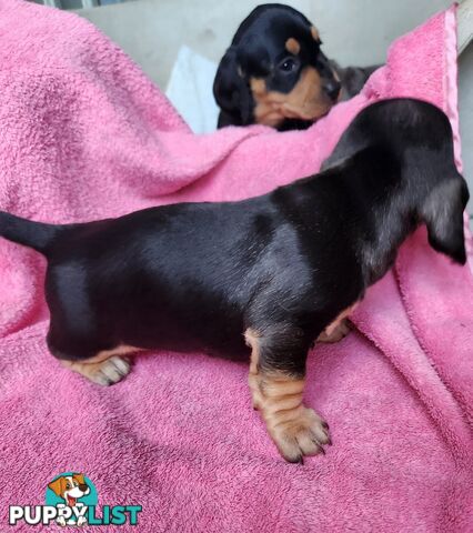 Miniature purebreed dashshound puppies