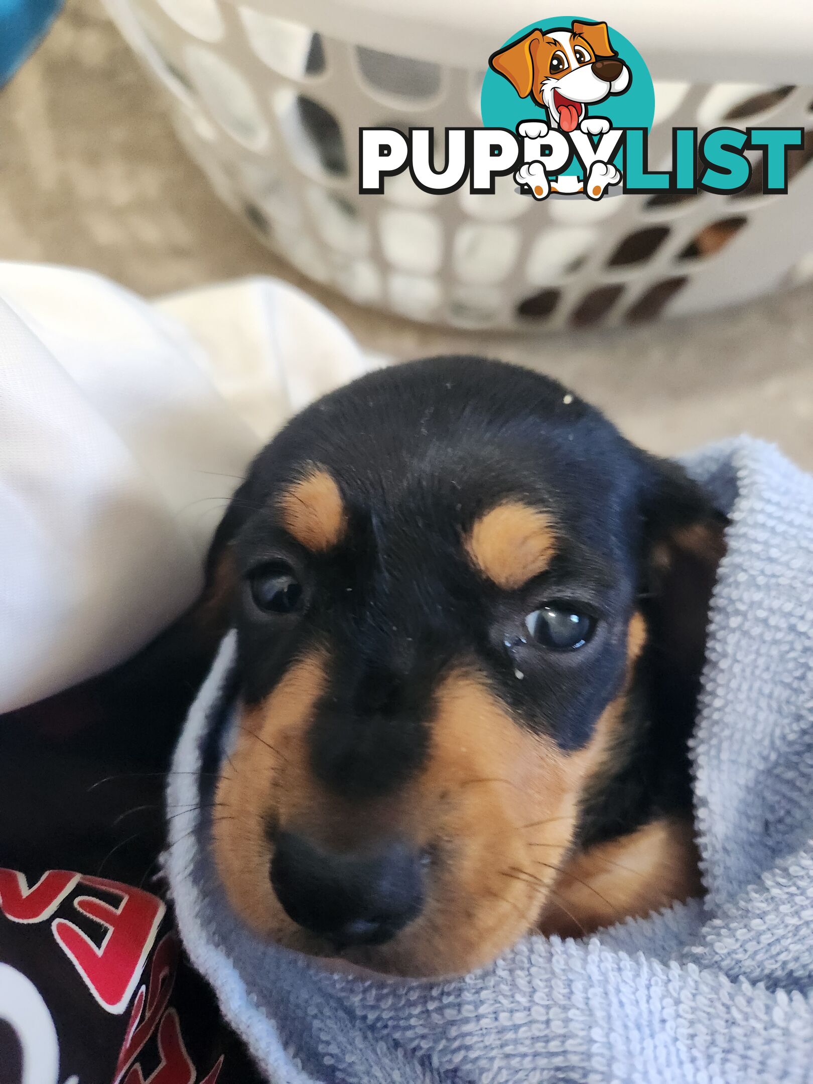 Miniature purebreed dashshound puppies