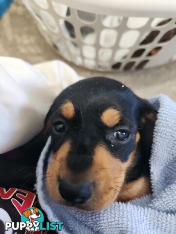 Miniature purebreed dashshound puppies