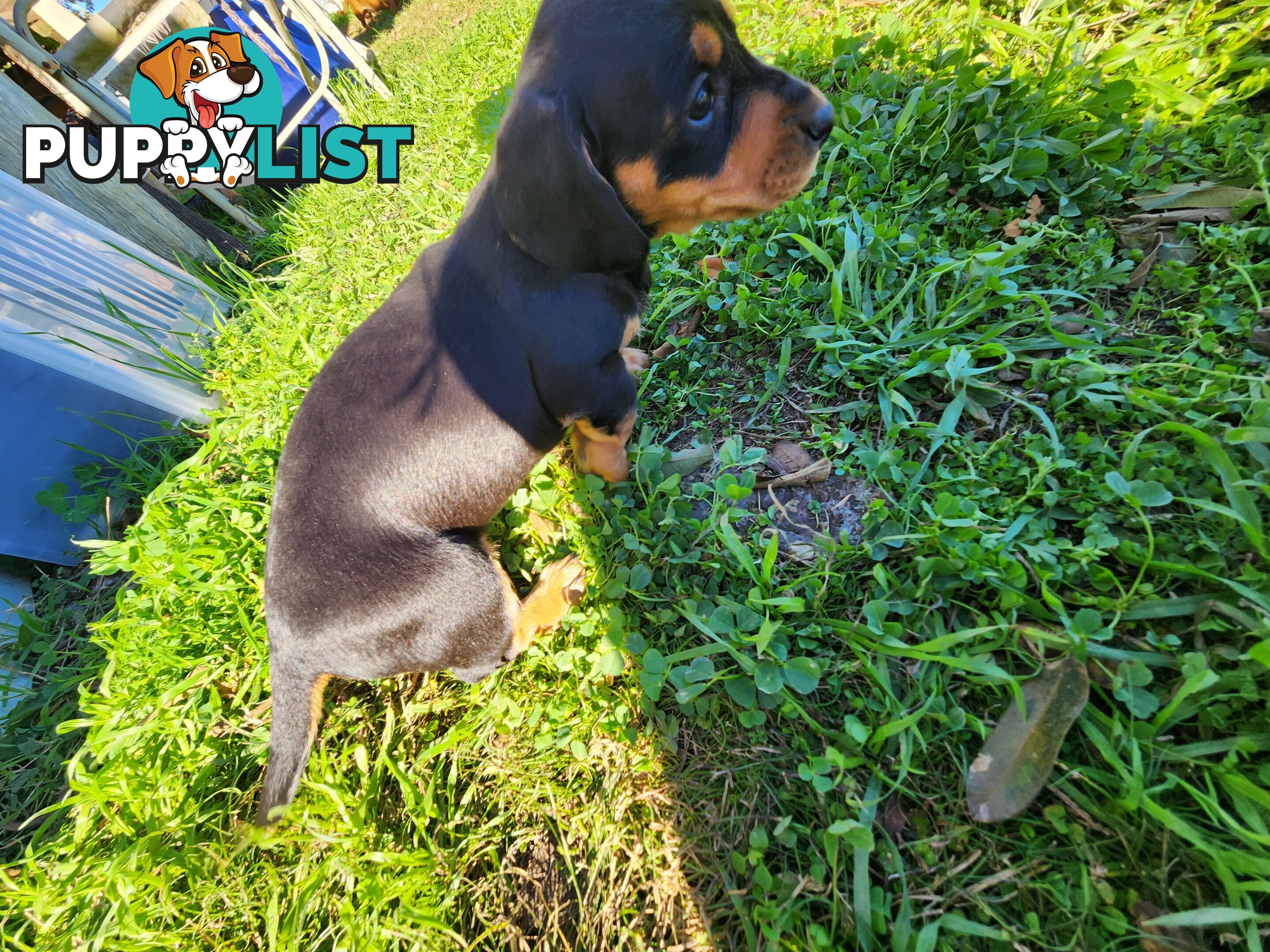 Miniature purebreed dashshound puppies