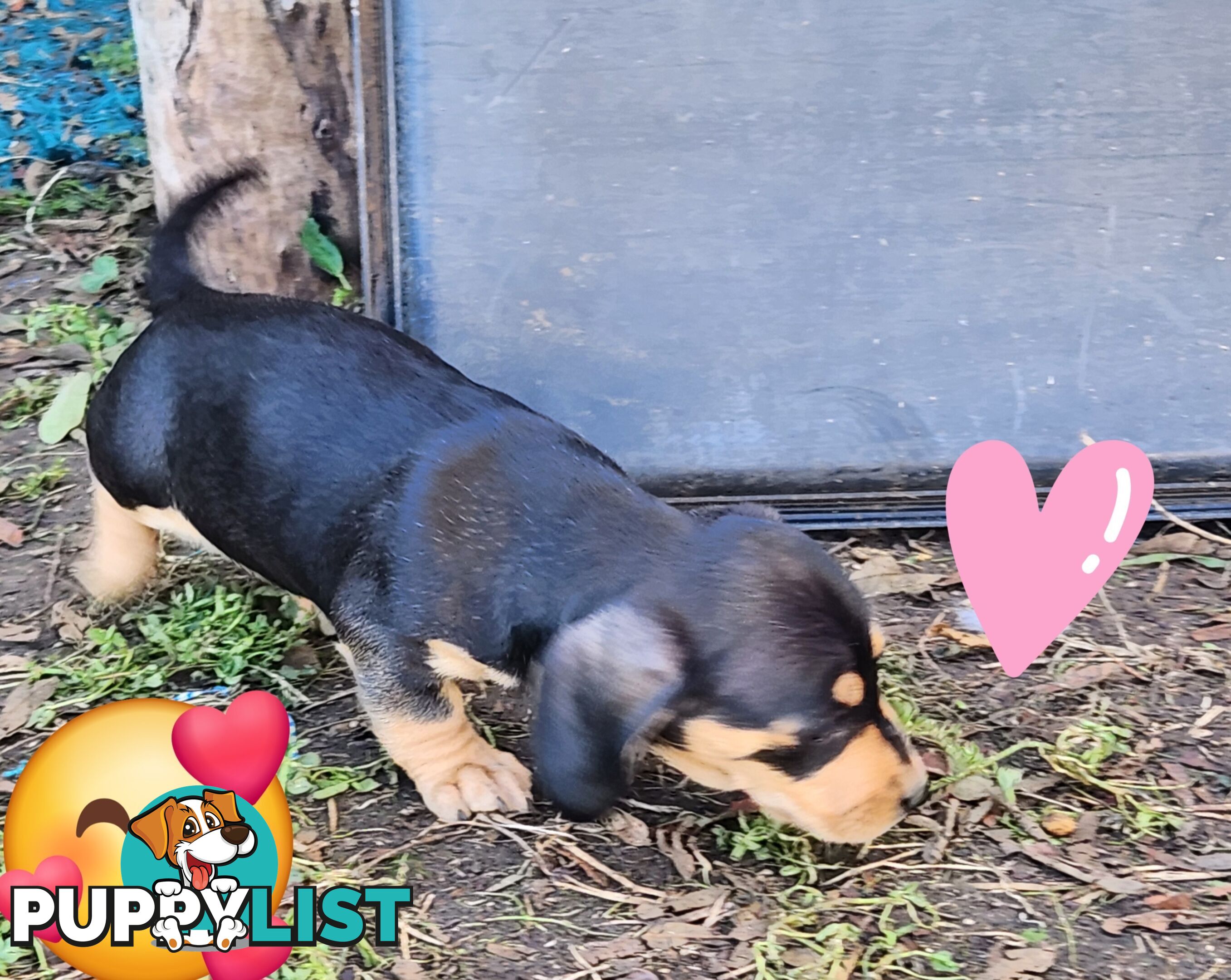 Miniature purebreed dashshound pupy