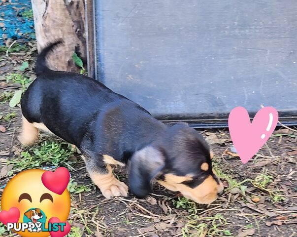 Miniature purebreed dashshound girls pupy