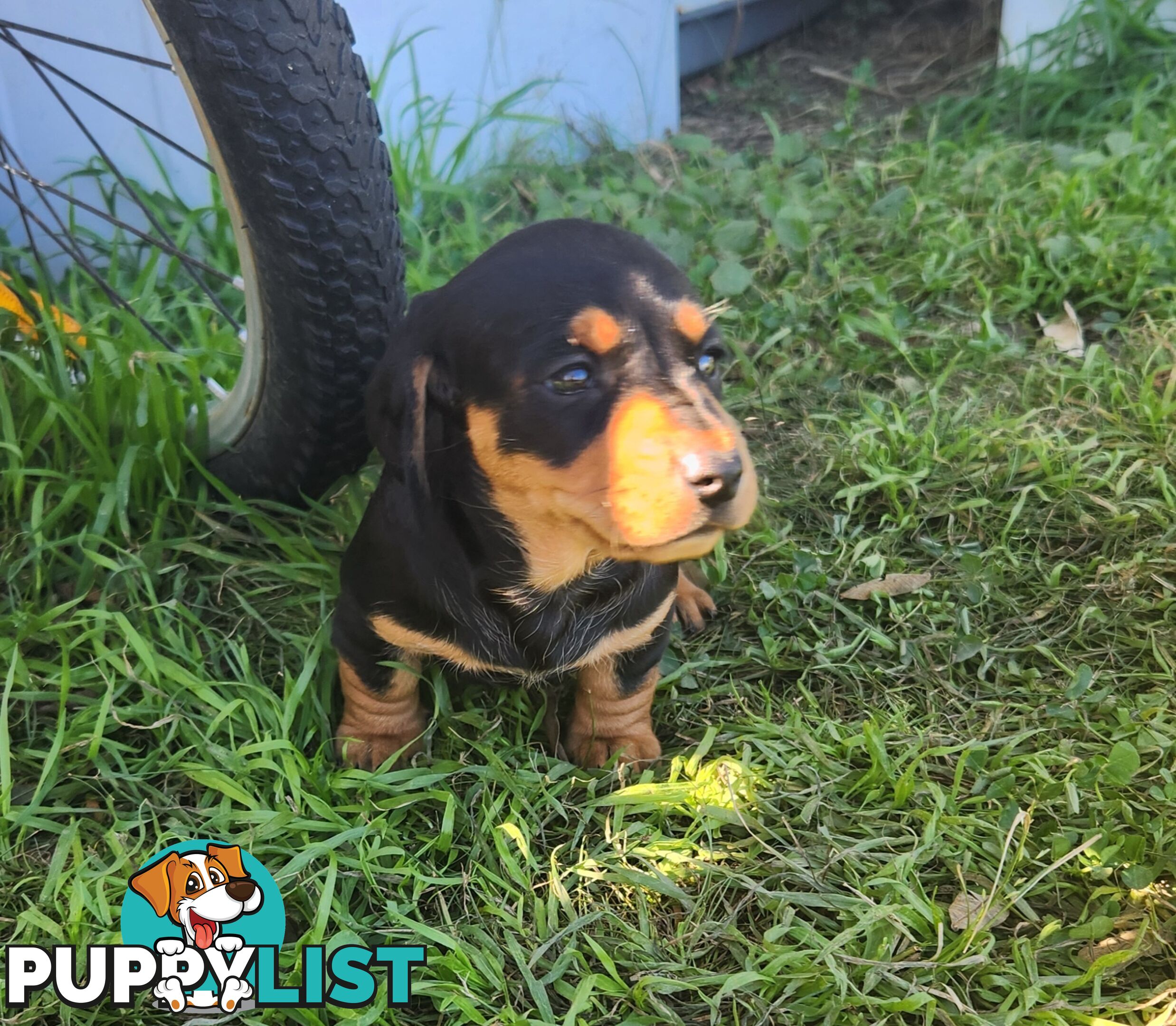 Miniature purebreed dashshound pupy