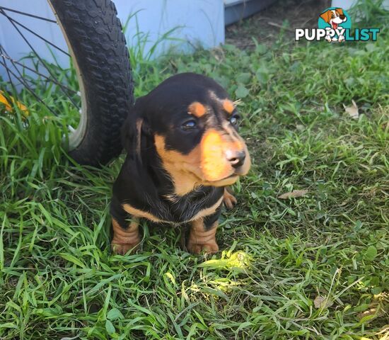 Miniature purebreed dashshound girls pupy